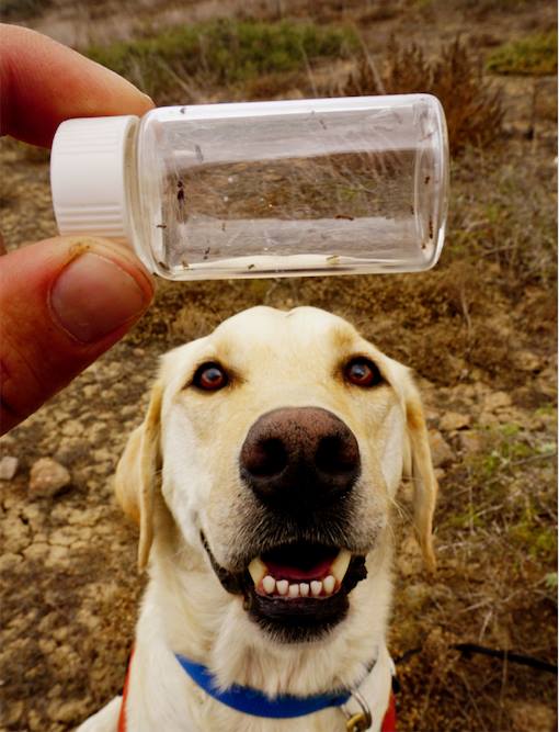 Detect Dog Detection - Welcome to Detect K9s